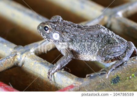 wart frog in the ditch 104786589