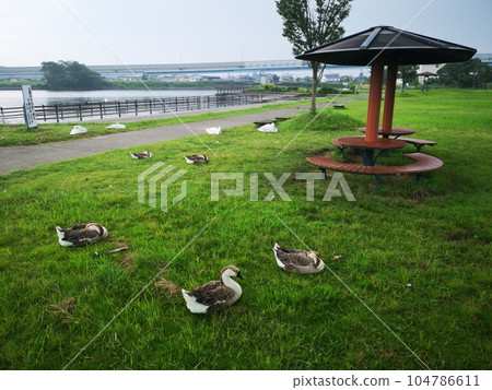 Swan swan Swan swan 104786611