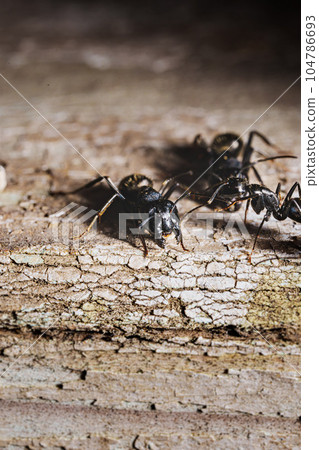 close-up. A black woodworm ant on the surface of a tree. close-up. A black woodworm ant on the surface of a tree. 104786693