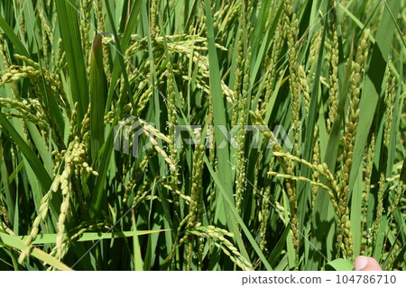 小白米花 104786710