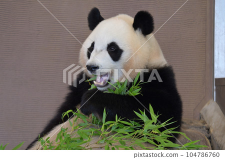 楓浜美味地吃著竹子 104786760