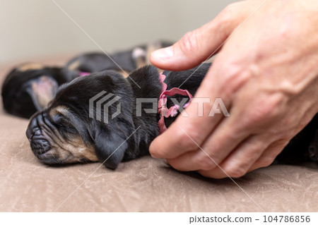 Newborn Bloodhound puppy close-up in a person's hand. selective focus 104786856