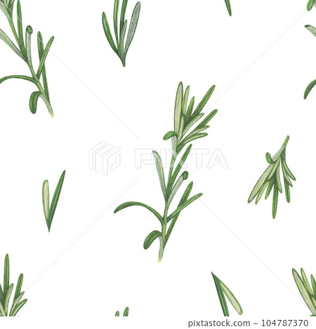 Watercolor seamless pattern herbal with rosemary sprigs. Hand-drawn illustration isolated on white background. Concept for fabric print, label, banner, menu, flyer, brochure template 104787370