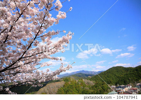Cherry blossoms Yoshino cherry blossoms in full bloom Cherry blossoms Yoshino cherry blossoms in full bloom 104787941