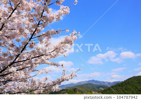Cherry blossoms Yoshino cherry blossoms in full bloom 104787942