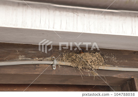 Swallow's nest under the eaves of a private house 104788038