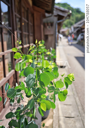 Eucalyptus on the eaves 104788057