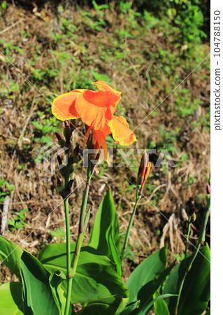 orange flower canna orange flower canna 104788150