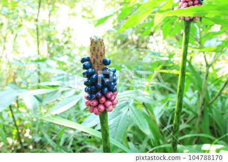 Wild konnyaku fruit in the forest - Stock Photo [104788170] - PIXTA