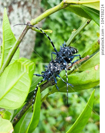昆蟲生態學長角甲蟲感情表達3 104788214