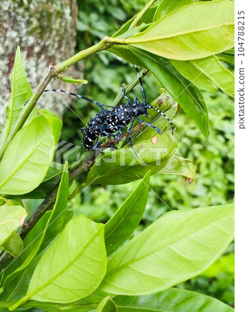 昆蟲生態學長角甲蟲感情表達2 104788215