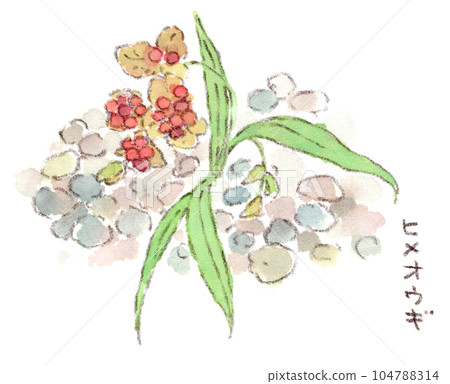 Flowers of the rainy season, Himeogi with bright red seeds (Himeosugi) 104788314