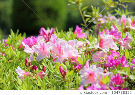 Hirado azalea flower Hirado azalea flower 104788333