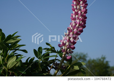 Hana Herb Garden Menard Aoyama Resort Hana Herb Garden Menard Aoyama Resort 104788472