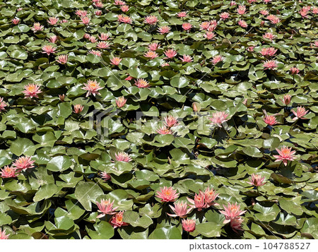 Blooming pink nymphea closeup (Lat. - nymphaea caerulea) Blooming pink nymphea closeup (Lat. - nymphaea caerulea) 104788527