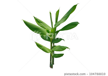 curcuma comosa roxb. 104788810