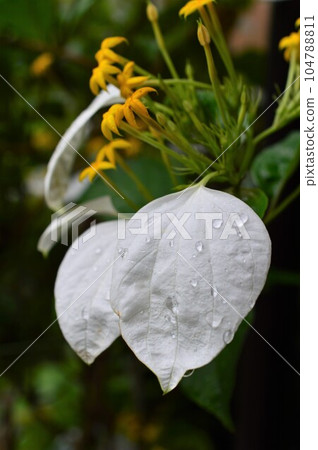 Konronka 雨後 (Konlun 花) 手帕 chinohana Konronka 雨後 (Konlun 花) 手帕 chinohana 104788811