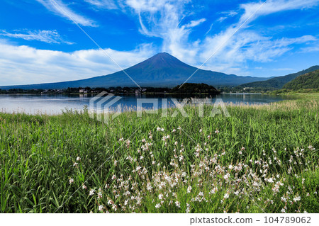 Kawaguchiko Oishi Park full of flowers and Mt. Fuji in summer Kawaguchiko Town, Yamanashi Prefecture 104789062