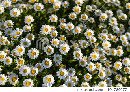 White flowers blooming while snuggling White flowers blooming while snuggling 104789077