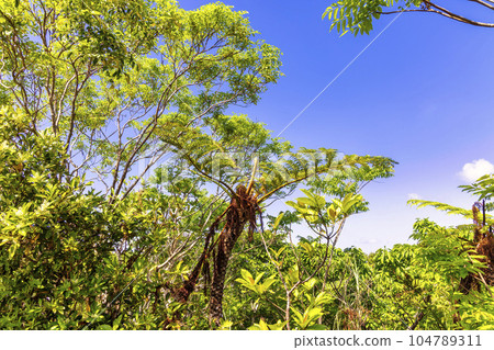 Migratory Bird Observatory (October, Ishigaki Island, sunny) Migratory Bird Observatory (October, Ishigaki Island, sunny) 104789311