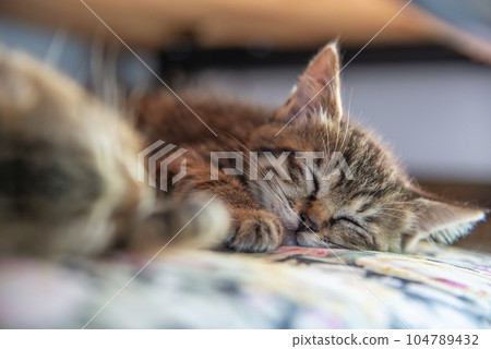 Sleeping kitten [tiger striped cat] taking a nap on a cushion 104789432