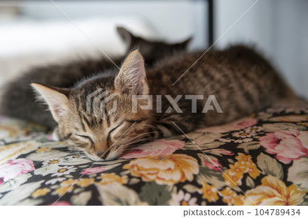 Sleeping kitten [tiger striped cat] taking a nap on a cushion 104789434
