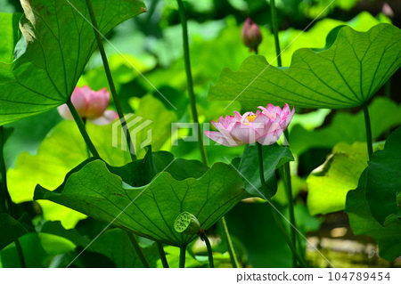 Fuchu Kyodo no Mori Shukeien Ohga Lotus - Stock Photo [104789454