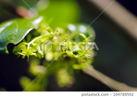 Flower buds of bitter gourd in a thicket (male flower cymes, macro lens used, outdoor natural light, close-up photography) Flower buds of bitter gourd in a thicket (male flower cymes, macro lens used, outdoor natural light, close-up photography) 104789502