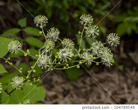 Udo no Hana Udo no Hana 104789548