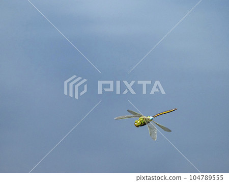 Silver yanma flying over the pond Silver yanma flying over the pond 104789555