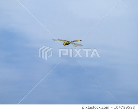 銀燕馬飛過池塘 104789558