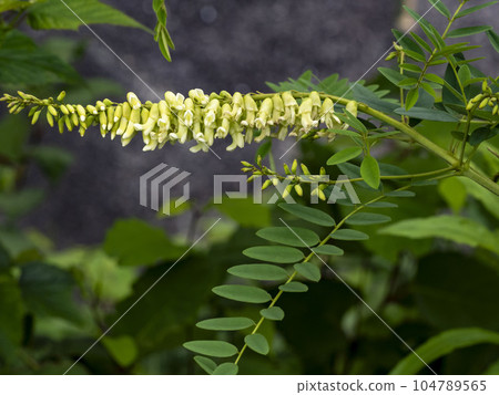 clara flower clara flower 104789565