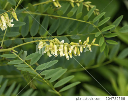 clara flower 104789566