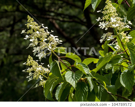 山中生長的 Noriuttsugi 花 104789572