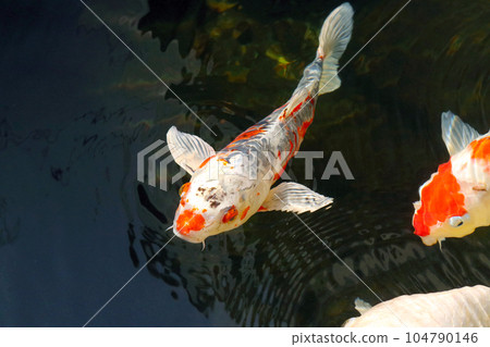 德國鯉魚(錦鯉)在清澈的水中舒適地游動的樣子。 德國鯉魚(錦鯉)在清澈的水中舒適地游動的樣子。 104790146