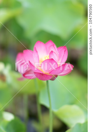 Lotus 104790560