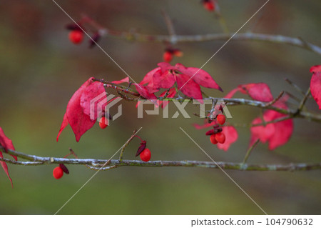 矢野溫泉公園四季之裡的秋天 紅葉紅果 矢野溫泉公園四季之裡的秋天 紅葉紅果 104790632