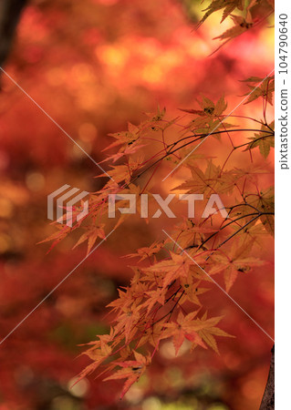 矢野溫泉公園四季之裡的秋天 紅葉谷的秋葉 104790640