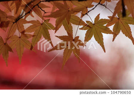矢野溫泉公園四季裡的秋天，秋葉森林中的黃色楓葉 104790650