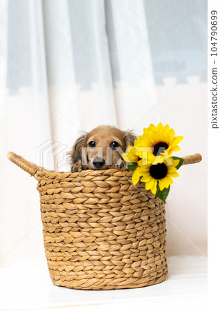 Kaninhen 臘腸犬幼犬 Kaninhen 臘腸犬幼犬 104790699