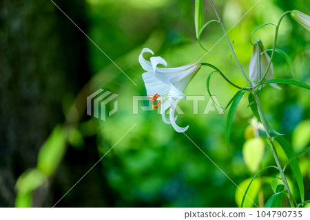 Lily flowers in full bloom quietly blooming Lily flowers in full bloom quietly blooming 104790735