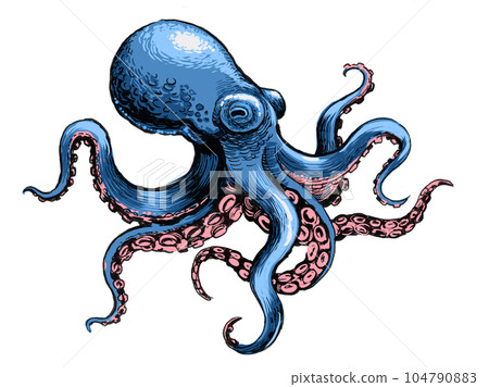 Octopus animal. Hand-drawn ink on paper and hand colored on tablet Octopus animal. Hand-drawn ink on paper and hand colored on tablet 104790883