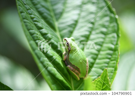 Japanese tree frog and hydrangea leaves Japanese tree frog and hydrangea leaves 104790901