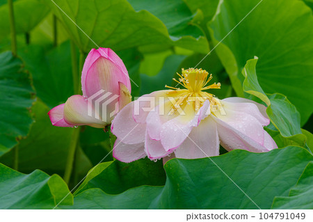 雨中濕漉漉的蓮花(隼鳥紅蓮) 雨中濕漉漉的蓮花(隼鳥紅蓮) 104791049