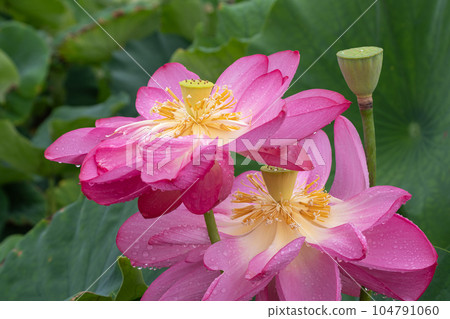 紅蓮被雨淋濕 紅蓮被雨淋濕 104791060