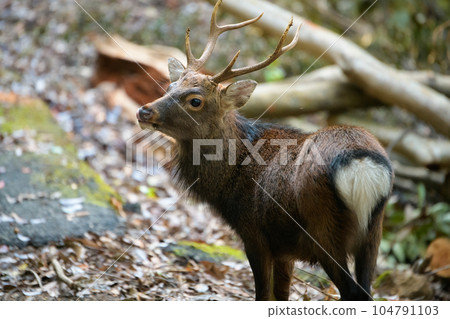 Male Yakushima deer, alert, World Natural Heritage Site (Autumn) 104791103