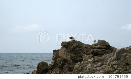 The Sea of Japan in summer, oddly shaped rocks and black-tailed gulls The Sea of Japan in summer, oddly shaped rocks and black-tailed gulls 104791469