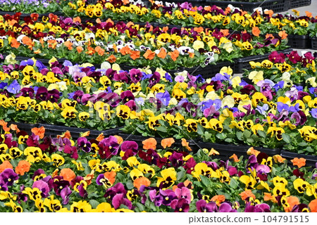 Viola seedlings 104791515