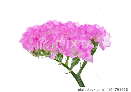 [Statice] (focus stacking) 104791618