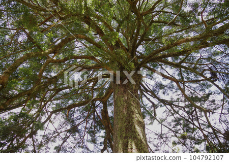 Umbrella-shaped maple trees in Hanazono no Sato 104792107